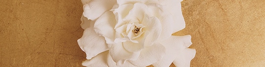gardenia