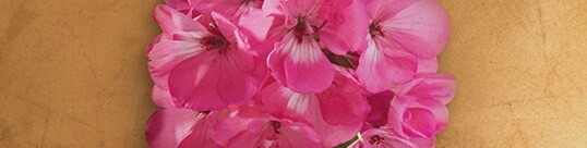 geranium