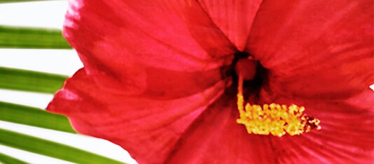 hibiscus palm