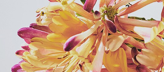 honeysuckle